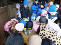 Jagodki-w-gospodarstwie-3