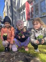 Grupa przedszkolaków pracuje wspólnie przy rabatce, sadząc wiosenne kwiatki.