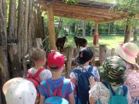 10 czerwca grupa Jabłuszek wybrała się na wycieczkę do ZOO w Lisowie.