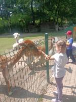 10 czerwca grupa Jabłuszek wybrała się na wycieczkę do ZOO w Lisowie.