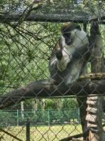 Dzieci z grupy Malinki podczas wycieczki do ZOO Leśne Zacisze – uśmiechnięte twarze, zwierzęta w tle i słoneczna pogoda